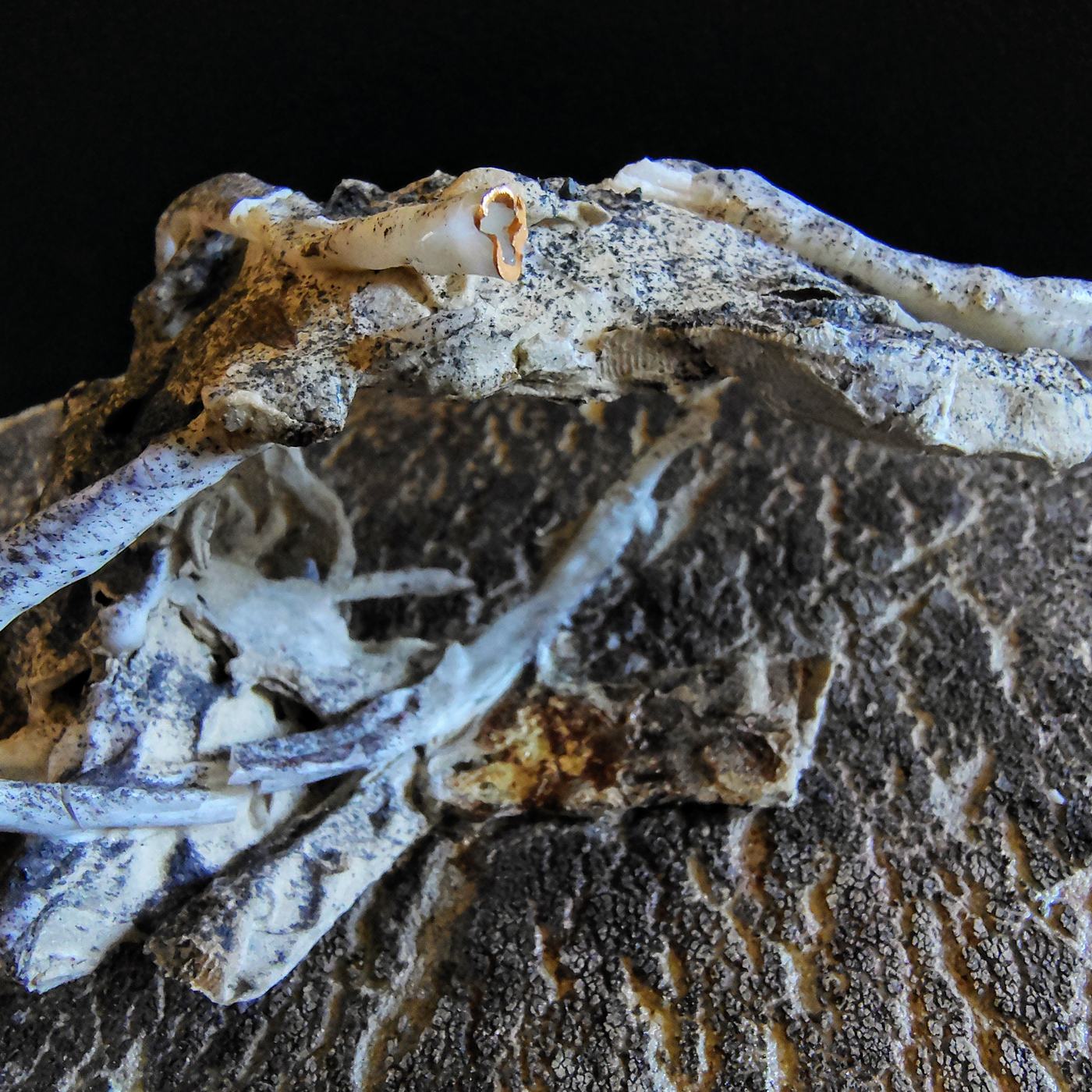 Driftwood - foto 3