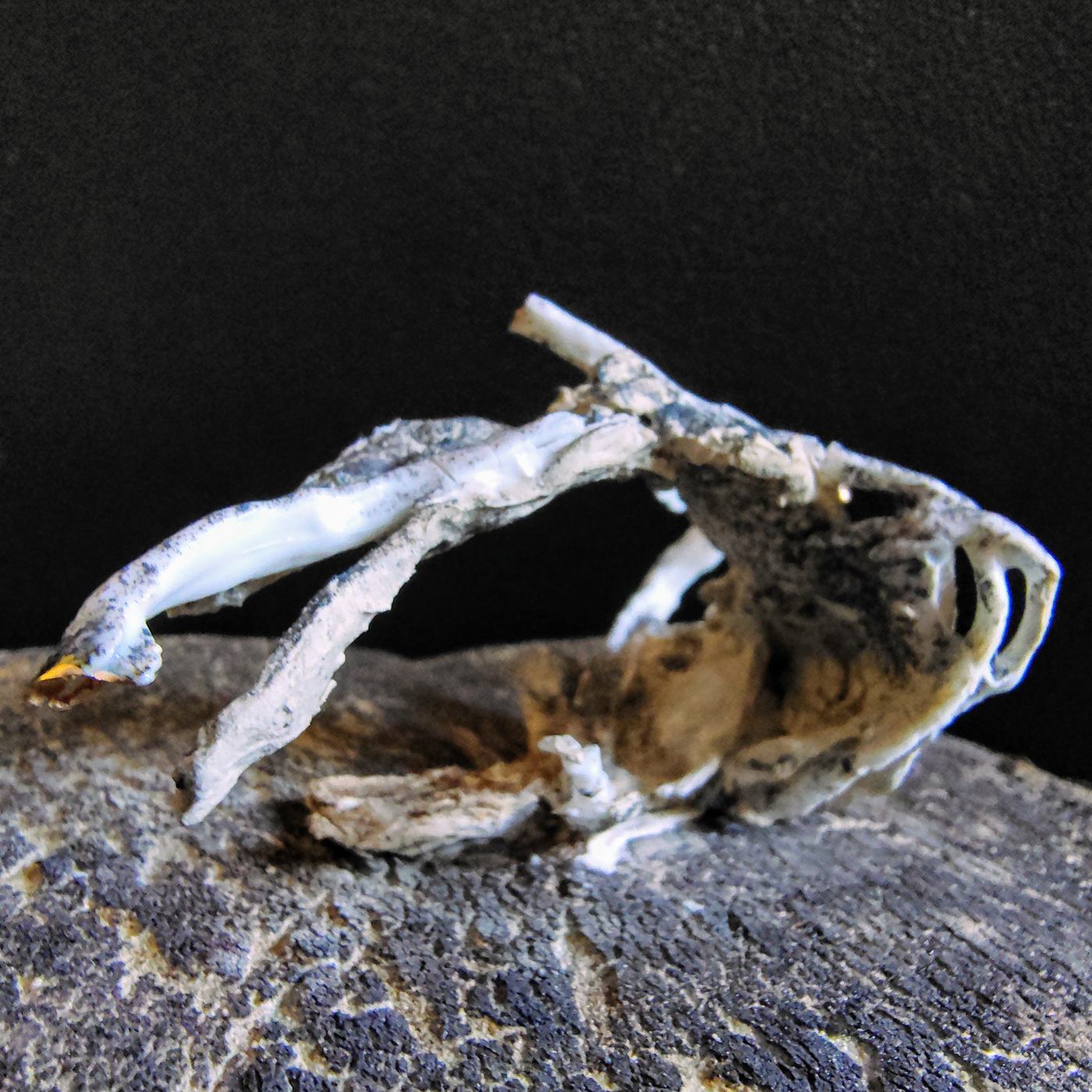 Driftwood - foto 4